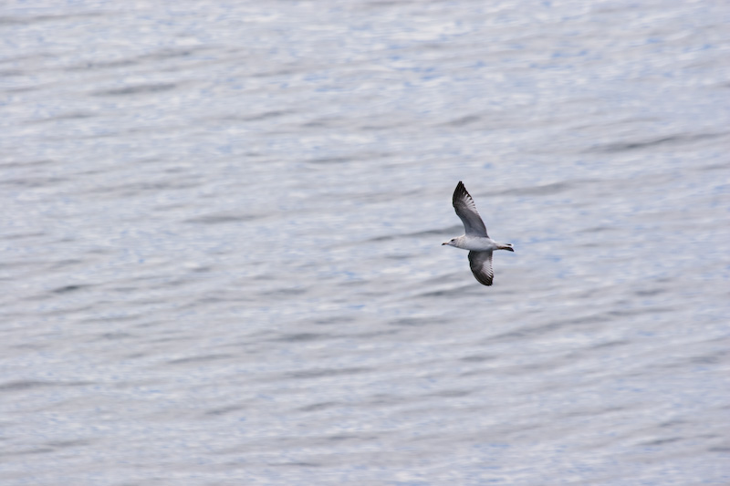 Ring-Billed Gull In Flight